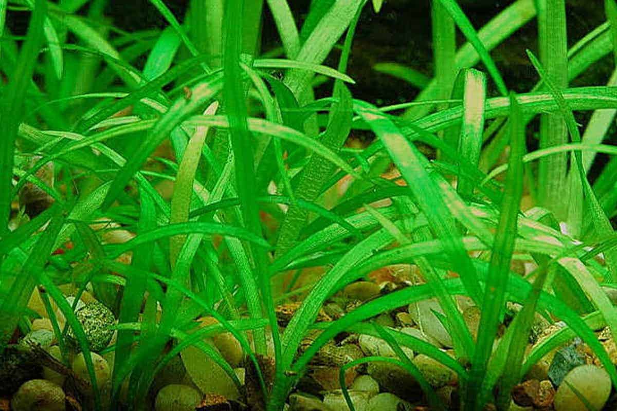 Dwarf Sagittaria