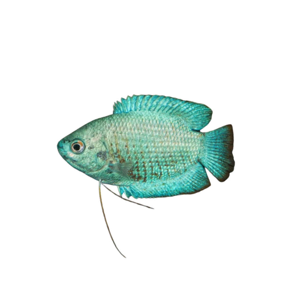 Dwarf Blue Coral Gourami - 7cm (Trichogaster lalius) (Live Fish)