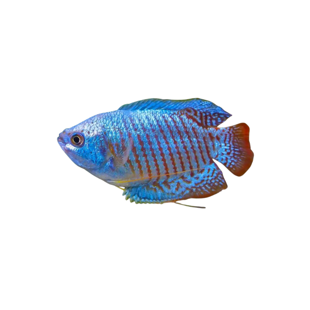 Dwarf Neon Gourami (Live Fish)