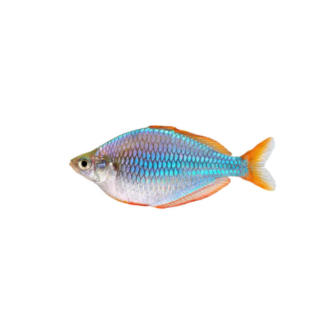 Dwarf Neon Rainbowfish - 4cm (Melanotaenia praecox) (Live Fish)