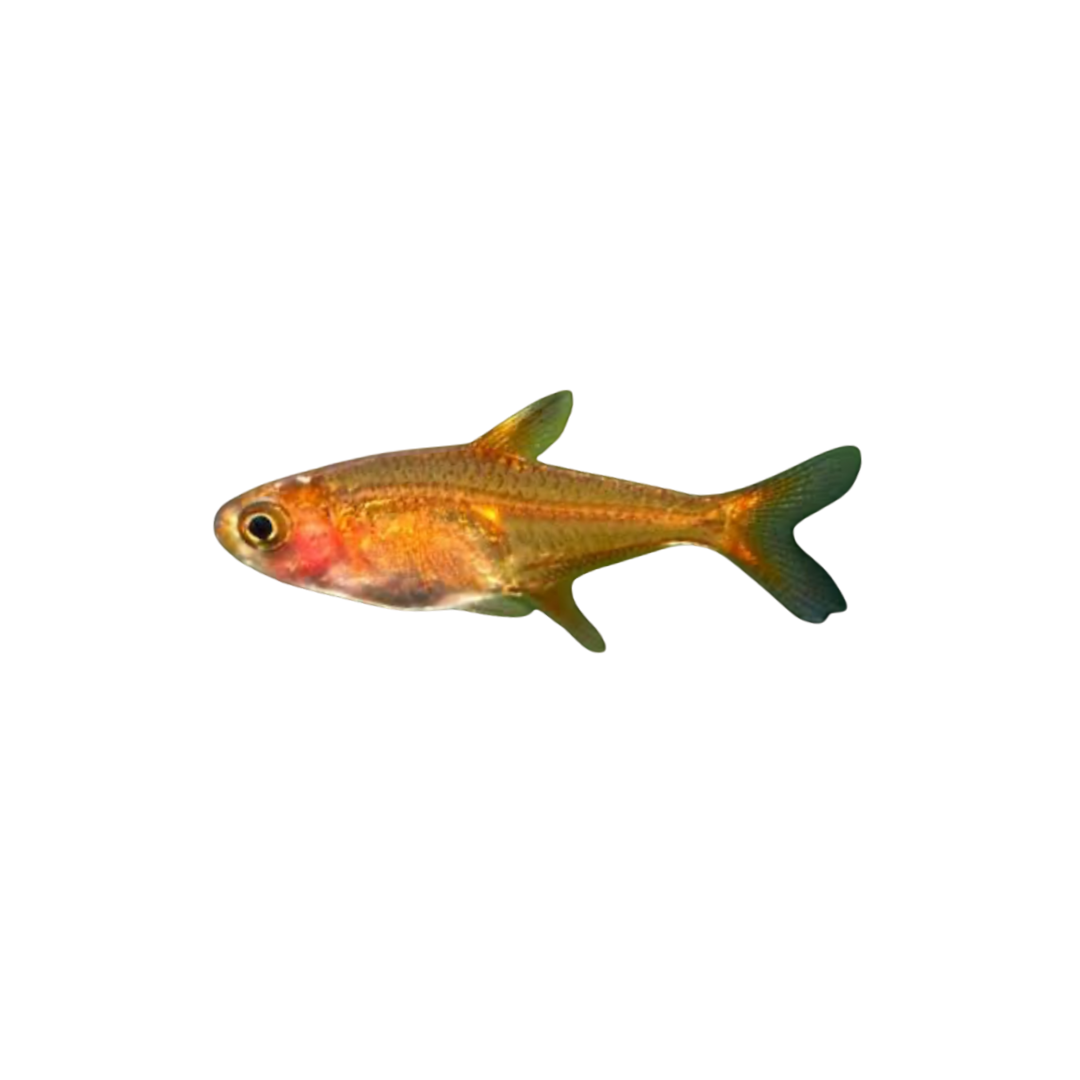 Ember Tetra - 4cm (Hyphessobrycon amandae) (Live Fish)