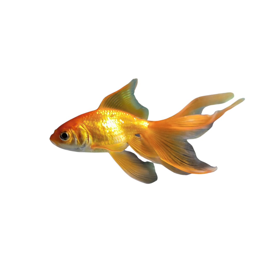 Fantail Goldfish - 7cm (Live Fish)