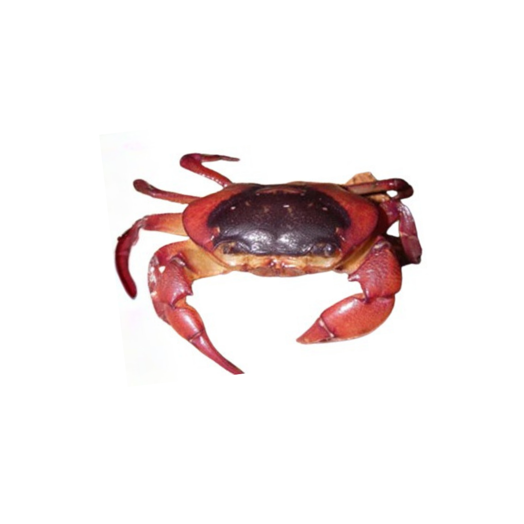 Freshwater Brown Back Crab - 5cm (Holthuisana sp.) (Live Crab)