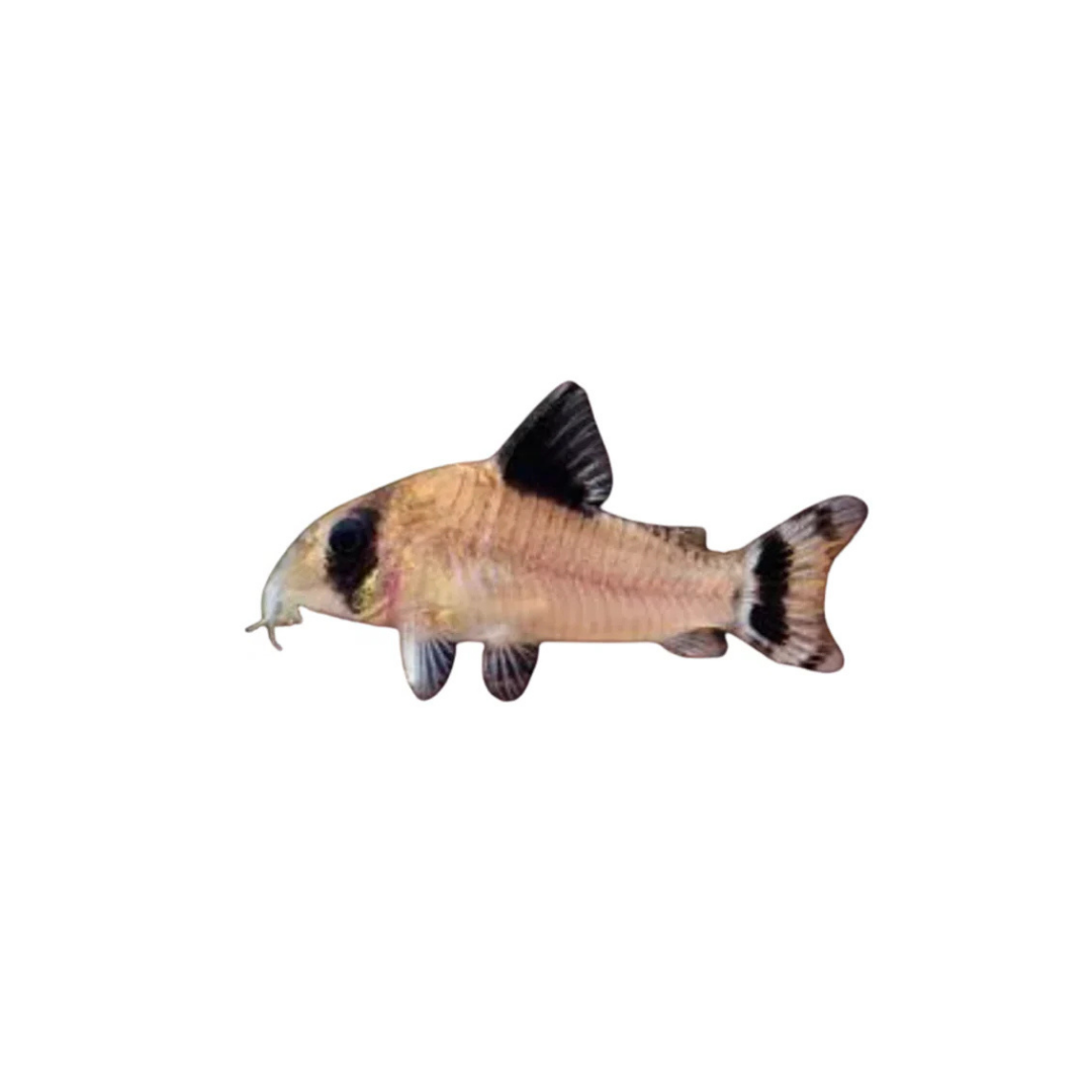 Flagtail Panda Corydoras - 4cm (Hoplisoma oiapoquense) (Live Fish)
