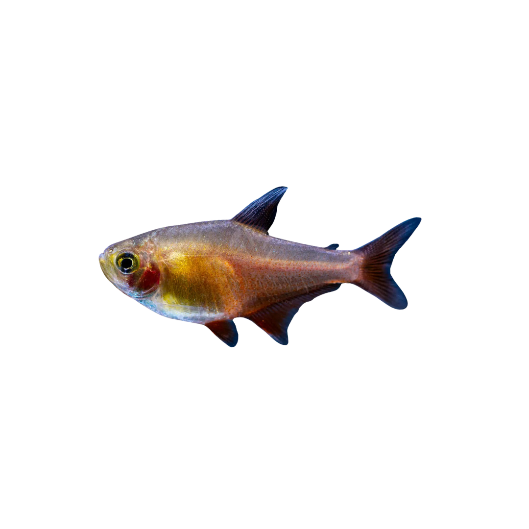 Flame Tetra - 6cm (Hyphessobrycon flammeus) (Live Fish)