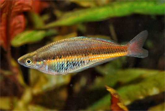 Ramu Rainbowfish (Glossolepis ramuensis) (4cm) - Home Bred