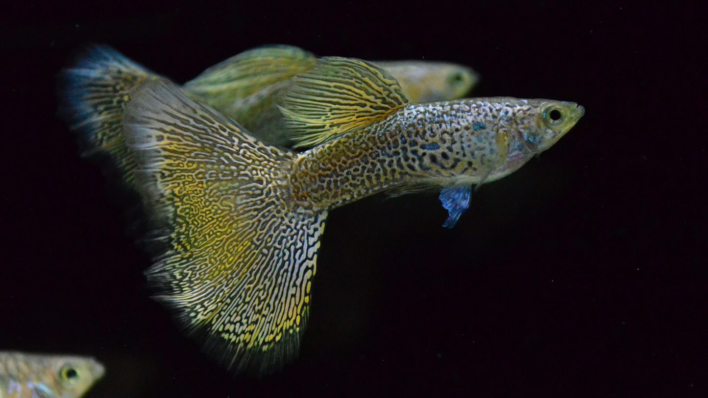 Snakeskin Gold Lace Guppy - Home Bred