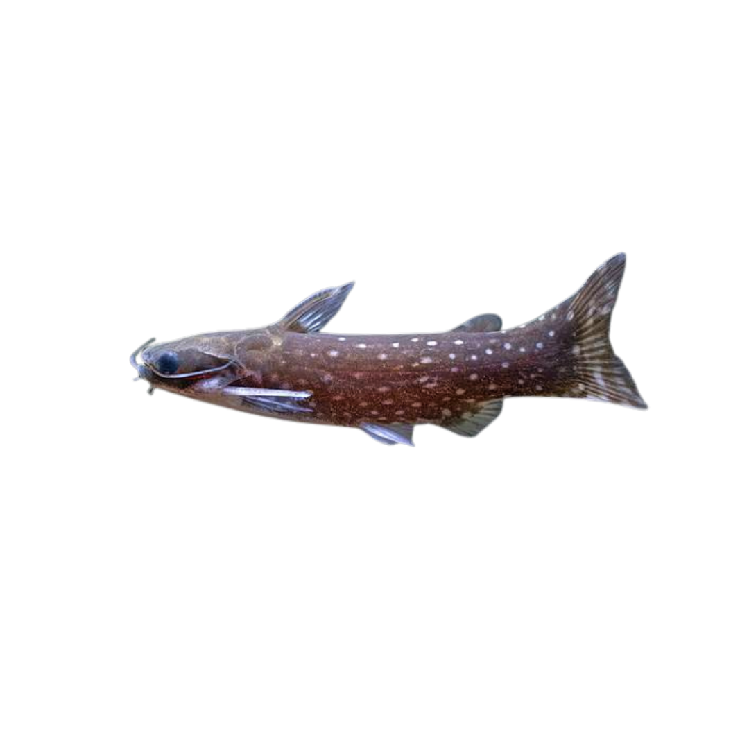 Galaxy Wood Catfish - 5-6cm (Tatia galaxias) (Live Fish)