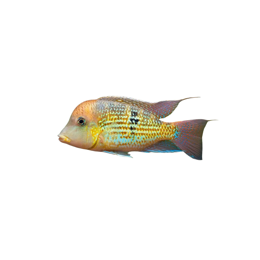 Gold Dust Geophagus - 3cm (Geophagus Alto Sinu) (Live Fish)