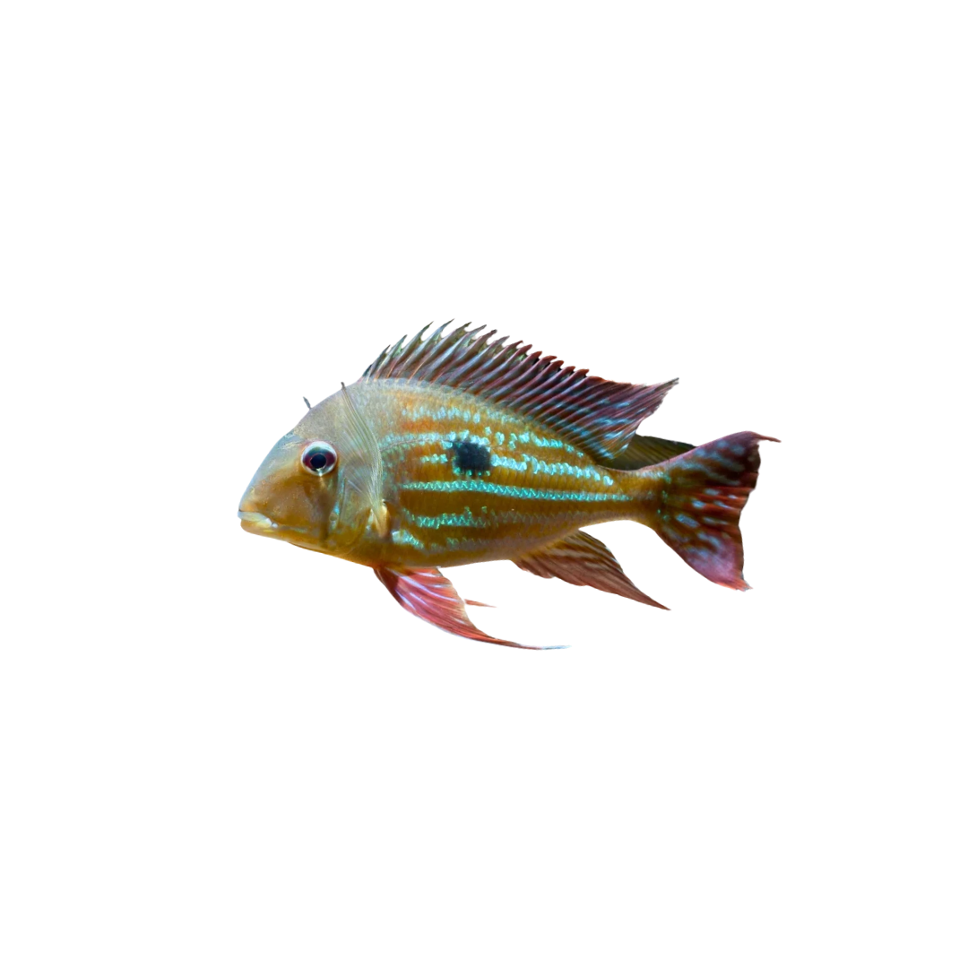 Winemiller's Eartheater - 5cm (Geophagus Winemelleri) (Live Fish)