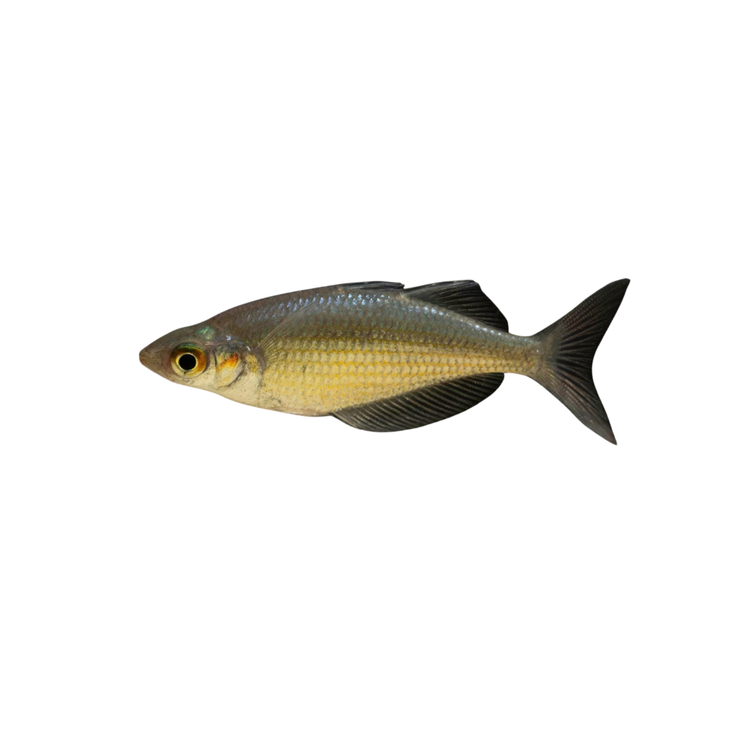 Multisquamata Rainbowfish - 4cm (Glossolepis multisquamata) (Live Fish)