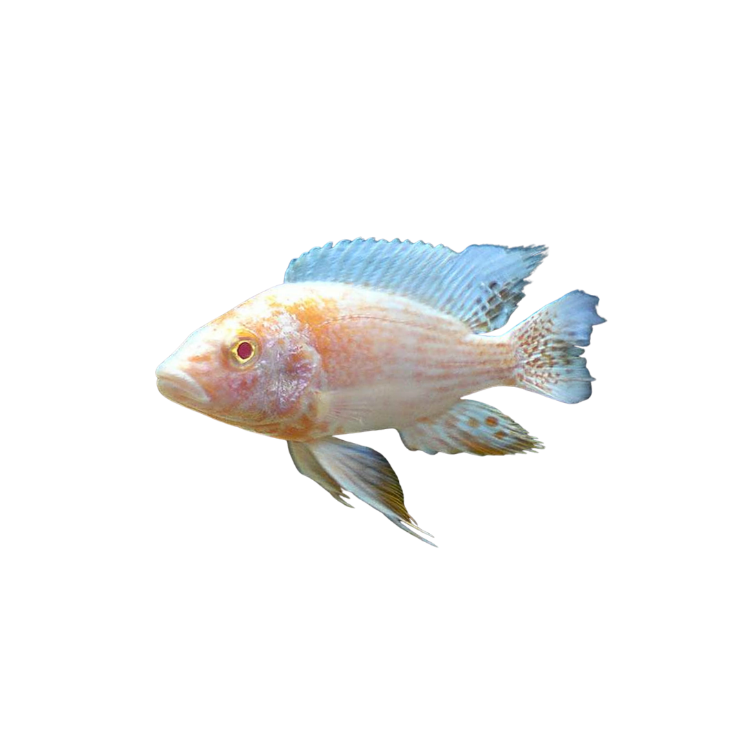 Gold Albino OB Peacock - 6cm (Aulonocara sp.) (Live Fish)