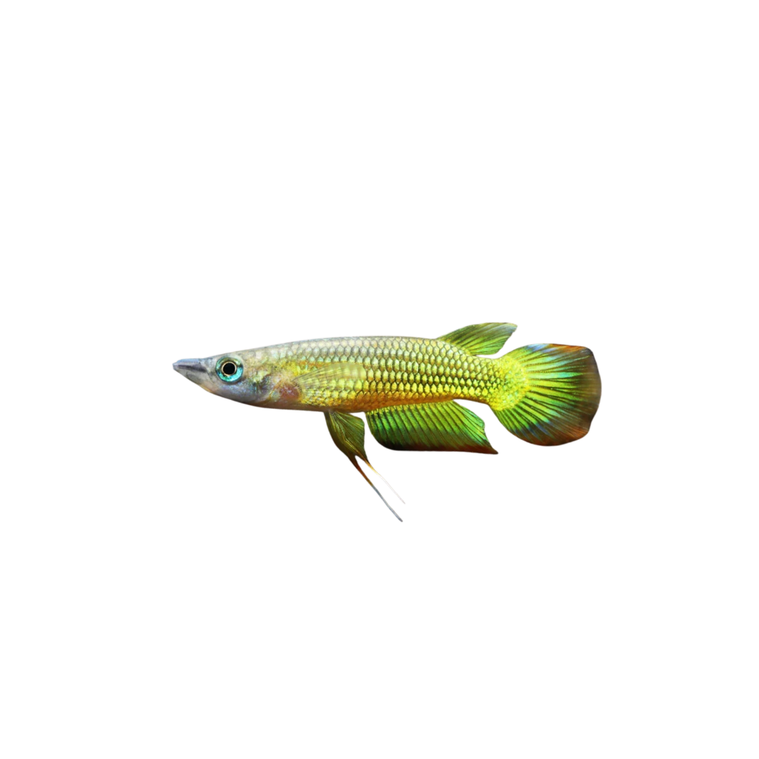 Gold Panchax (Live Fish)