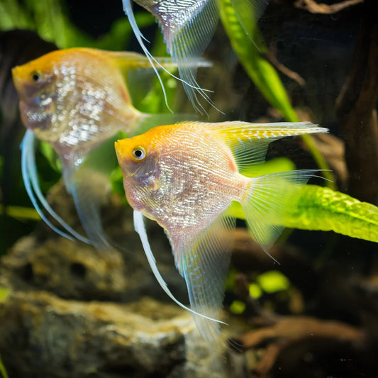 Gold Angelfish (4-5cm) - Local Bred