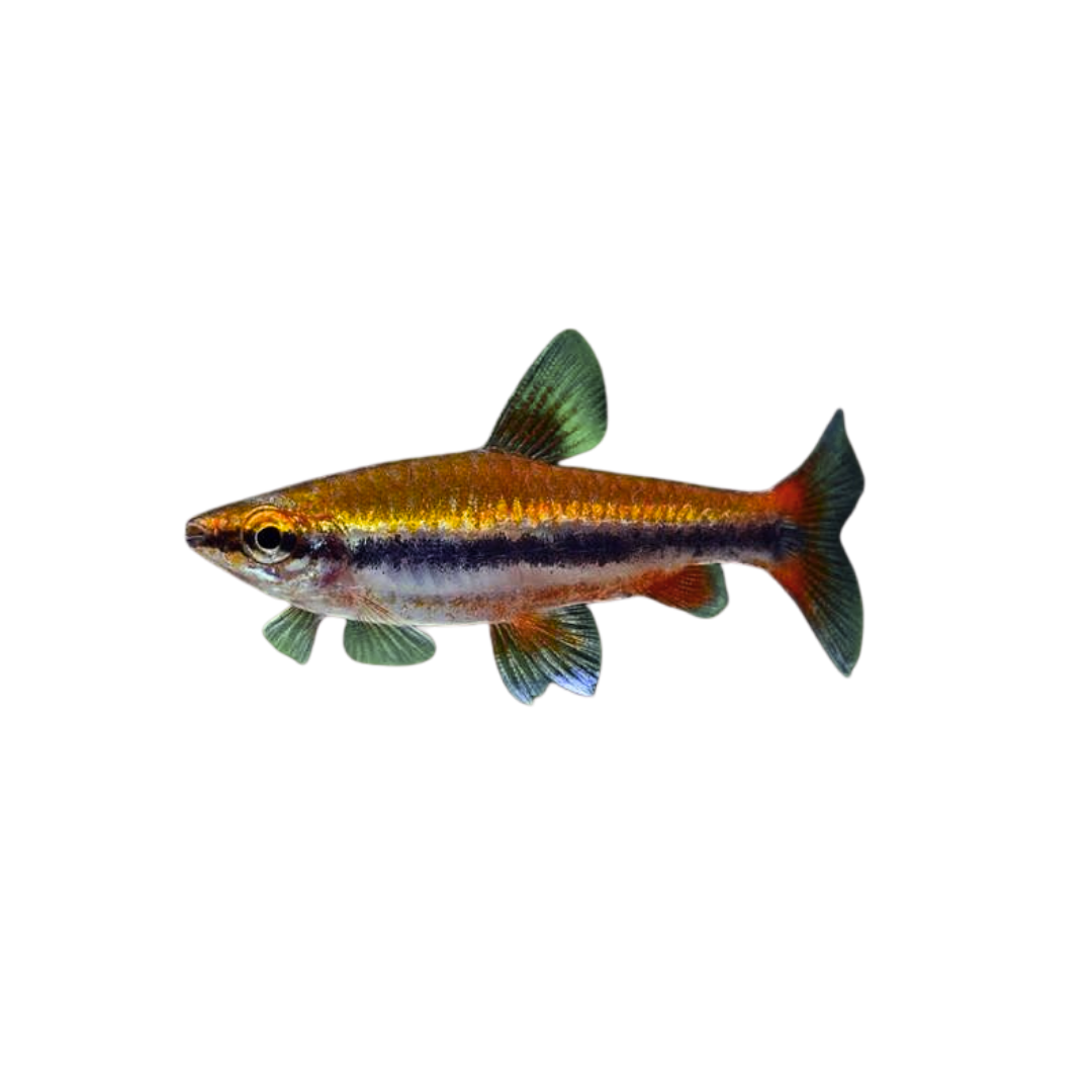 Golden Pencilfish - 3cm (Nannostomus beckfordi) (Live Fish)