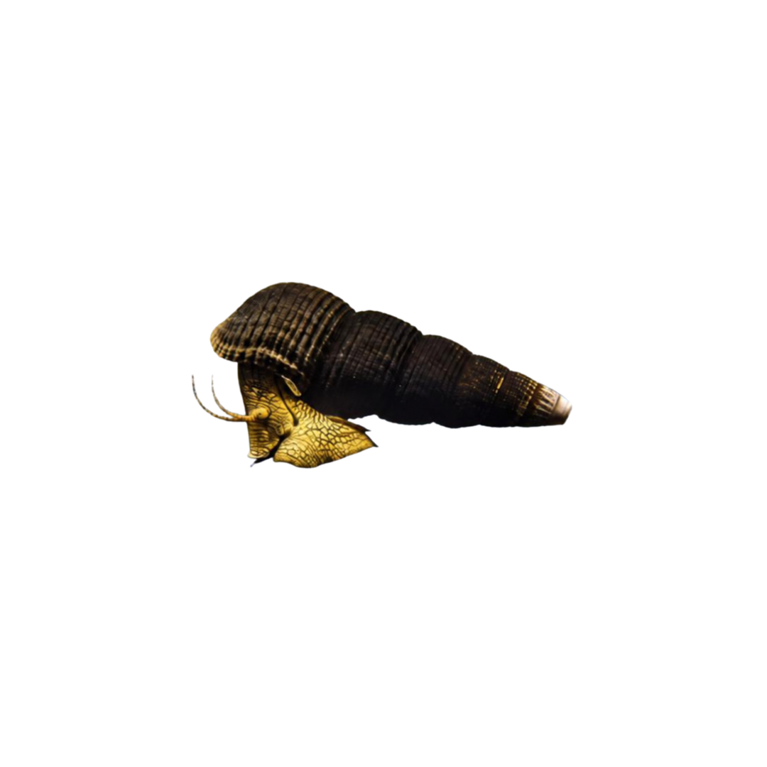 Green Rabbit Snail - 1-2cm (Tylomelania sp.) (Live Snail)