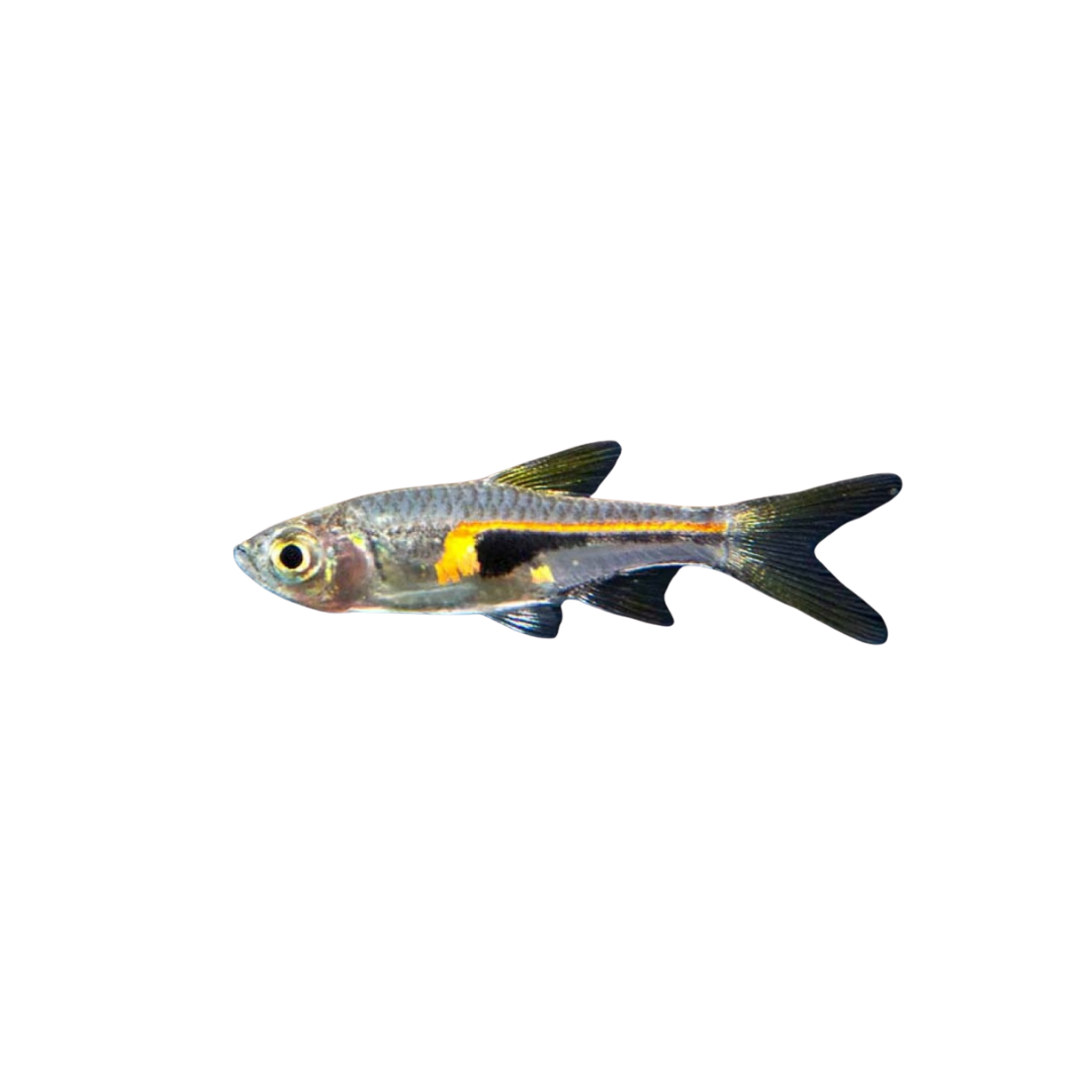 Hengeli Rasbora - 3cm (Trigonostigma hengeli) (Live Fish)