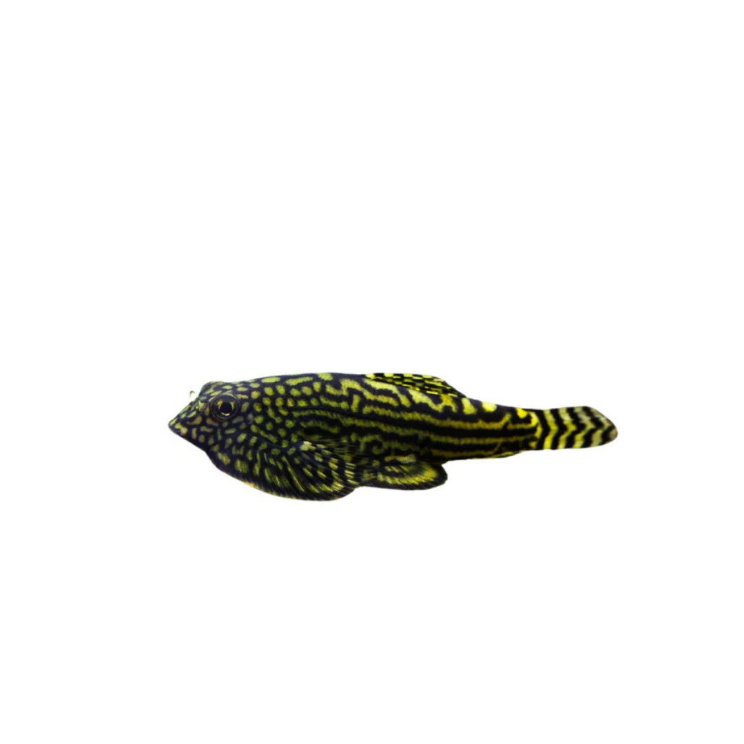 Hillstream Loach - 2.5cm (Sewellia lineolata) (Live Fish)