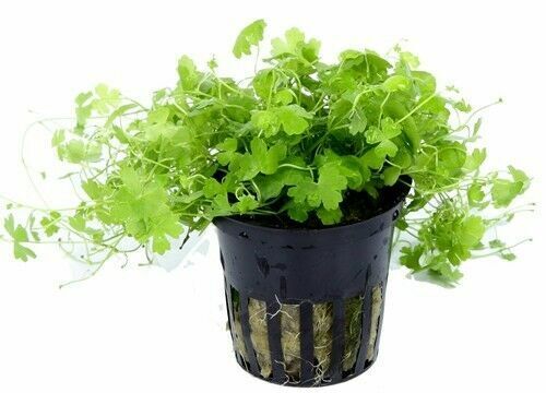 Hydrocotyle Tripartita 'Japan' Mini Pot (5cm)