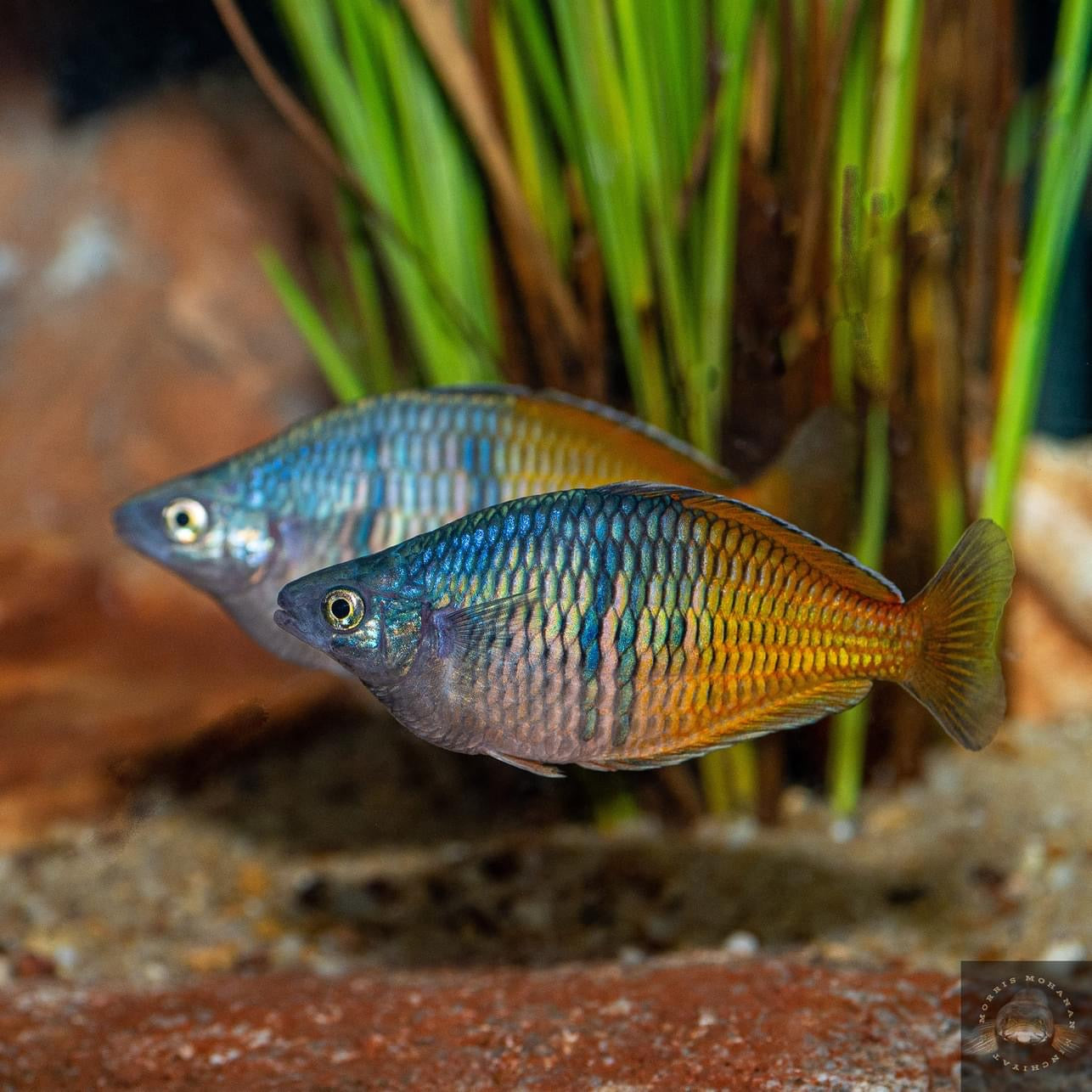 Boesemani Rainbowfish (Melanotaenia boesemani) (4cm) - Home Bred