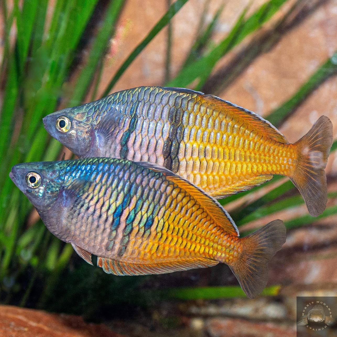 Boesemani Rainbowfish (Melanotaenia boesemani) (4cm) - Home Bred