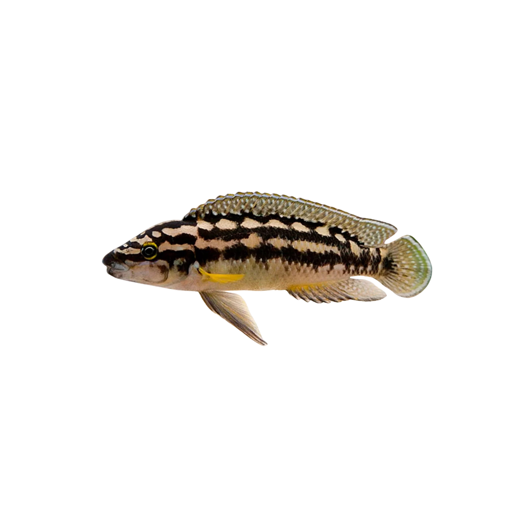 Masked Julie - 3.5cm (Julidochromis transcriptus) (Live Fish)