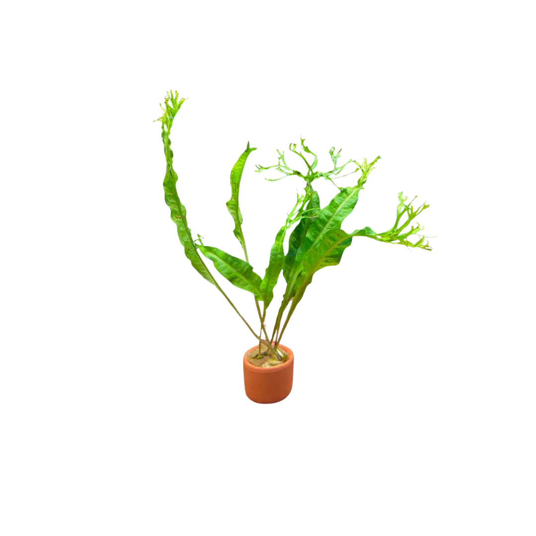 Java Fern 'Crested' (Microsorum pteropus) (Live Plant)