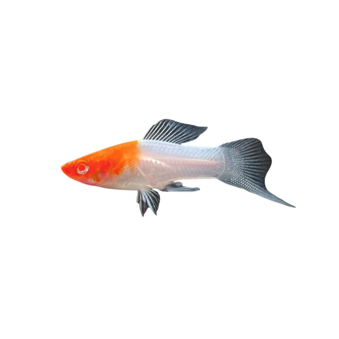 Kohaku Swordtail - 3.5cm (Xiphophorus hellerii) (Live Fish)