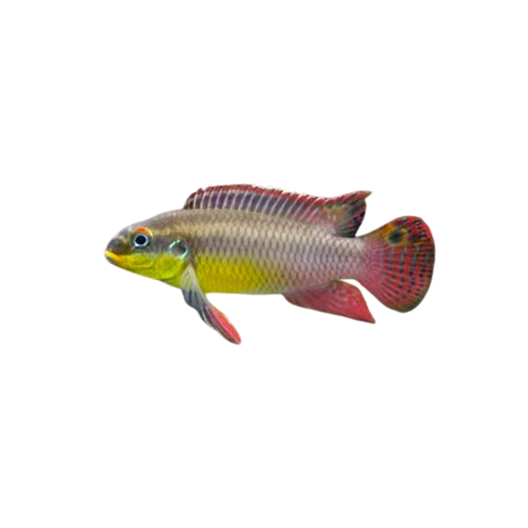 Kribensis silviae - 6cm (Pair) (Pelvicachromis silviae) (Live Fish)
