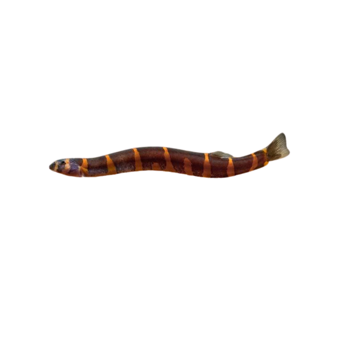 Kuhli Loach (Thai Giant) - 7cm (Pangio myersi) (Live Fish)