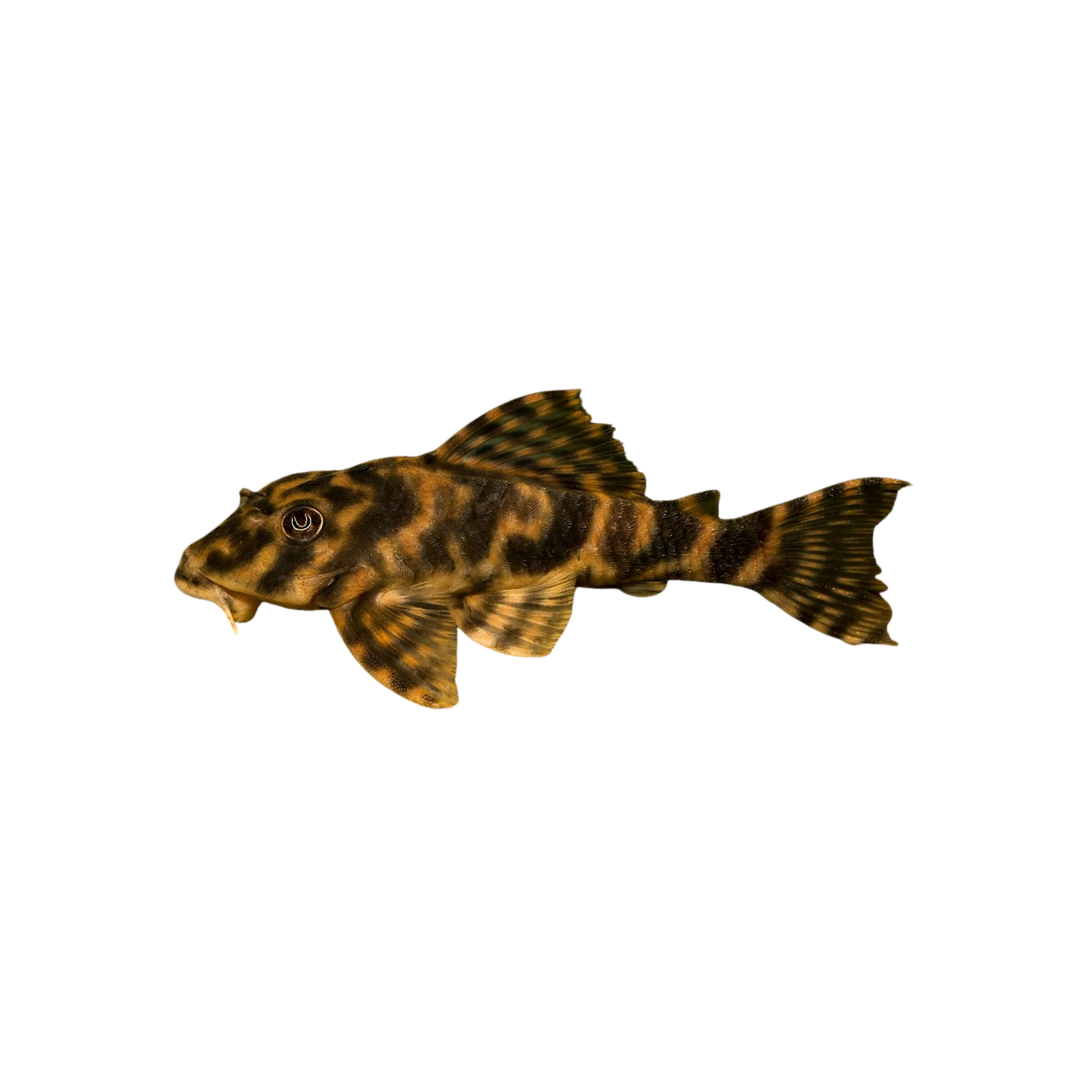 L015 Candy Stripe Pleco - 3.5cm (Peckoltia vittata) (Live Fish)