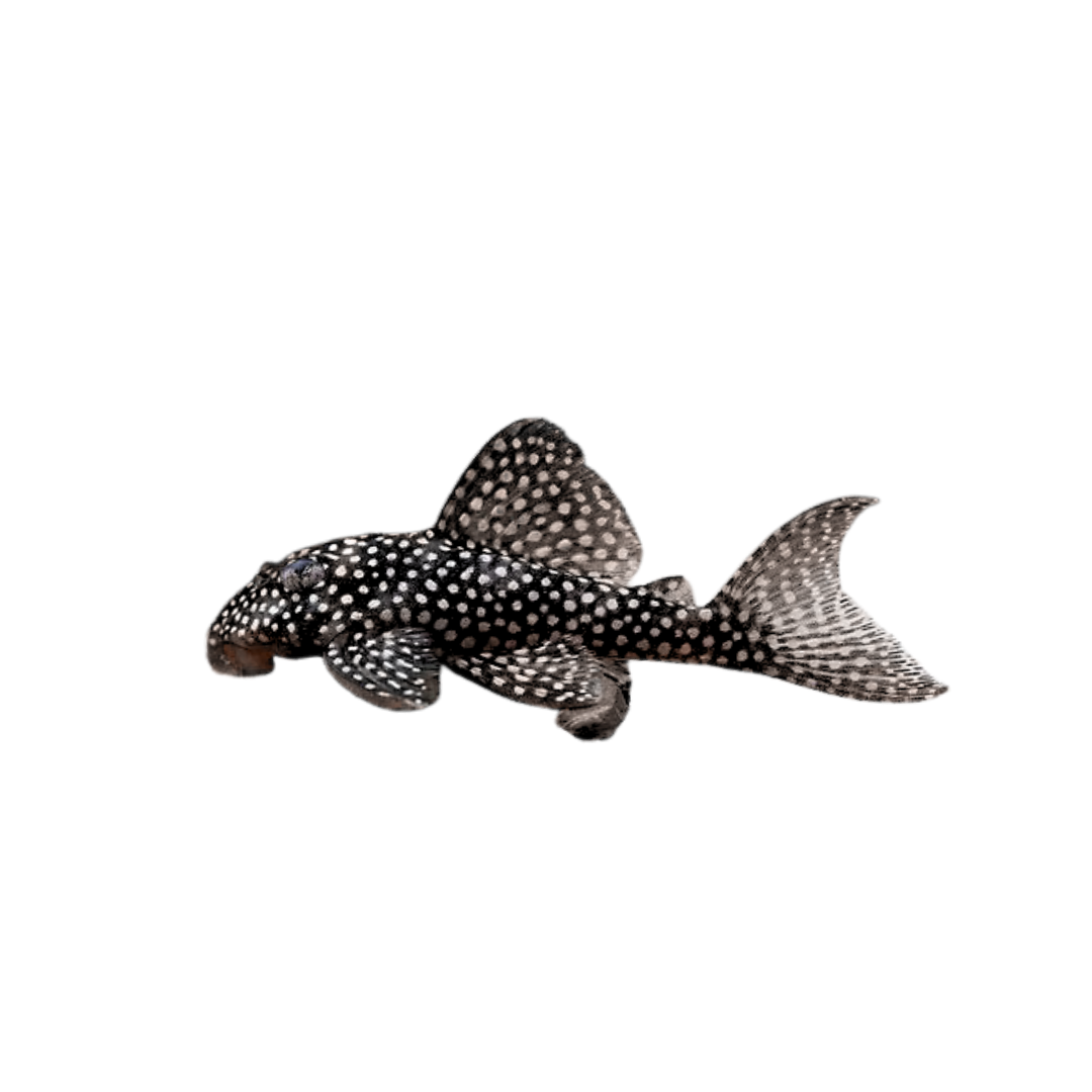 L136 Demini Angelicus Pleco - 4cm (Hypancistrus sp.) (Live Fish)