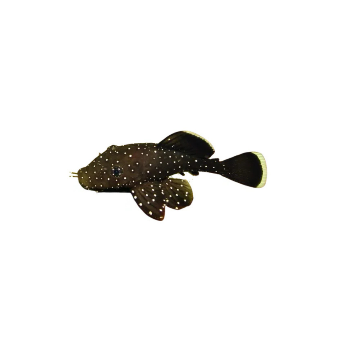 L181 Peppermint Bristlenose - 3.5cm (Ancistrus sp. L181) (Live Fish)