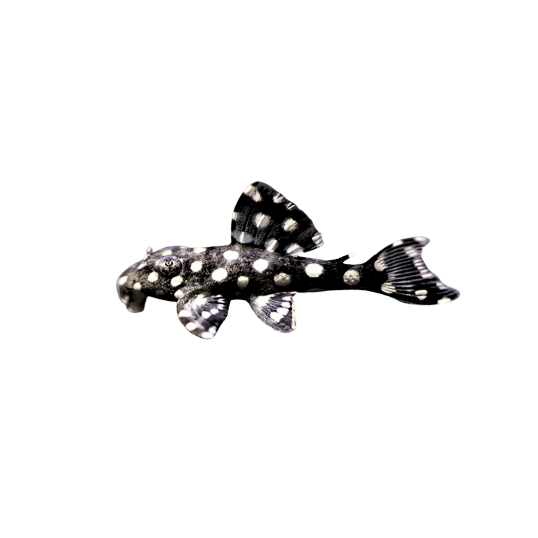 L471 Dwarf Snowball Pleco - 4cm (Hypancistrus sp. L471) (Live Fish)