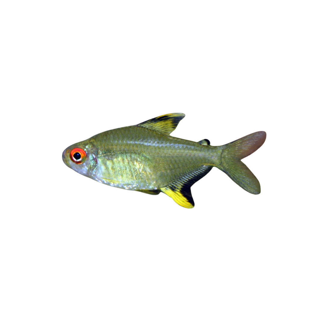 Lemon Tetra - 6cm (Hyphessobrycon pulchripinnis) (Live Fish)