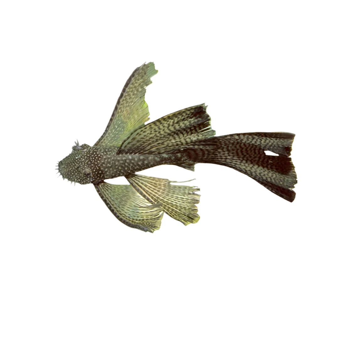 Longfin Common Bristlenose Catfish - 4cm (Live Fish)