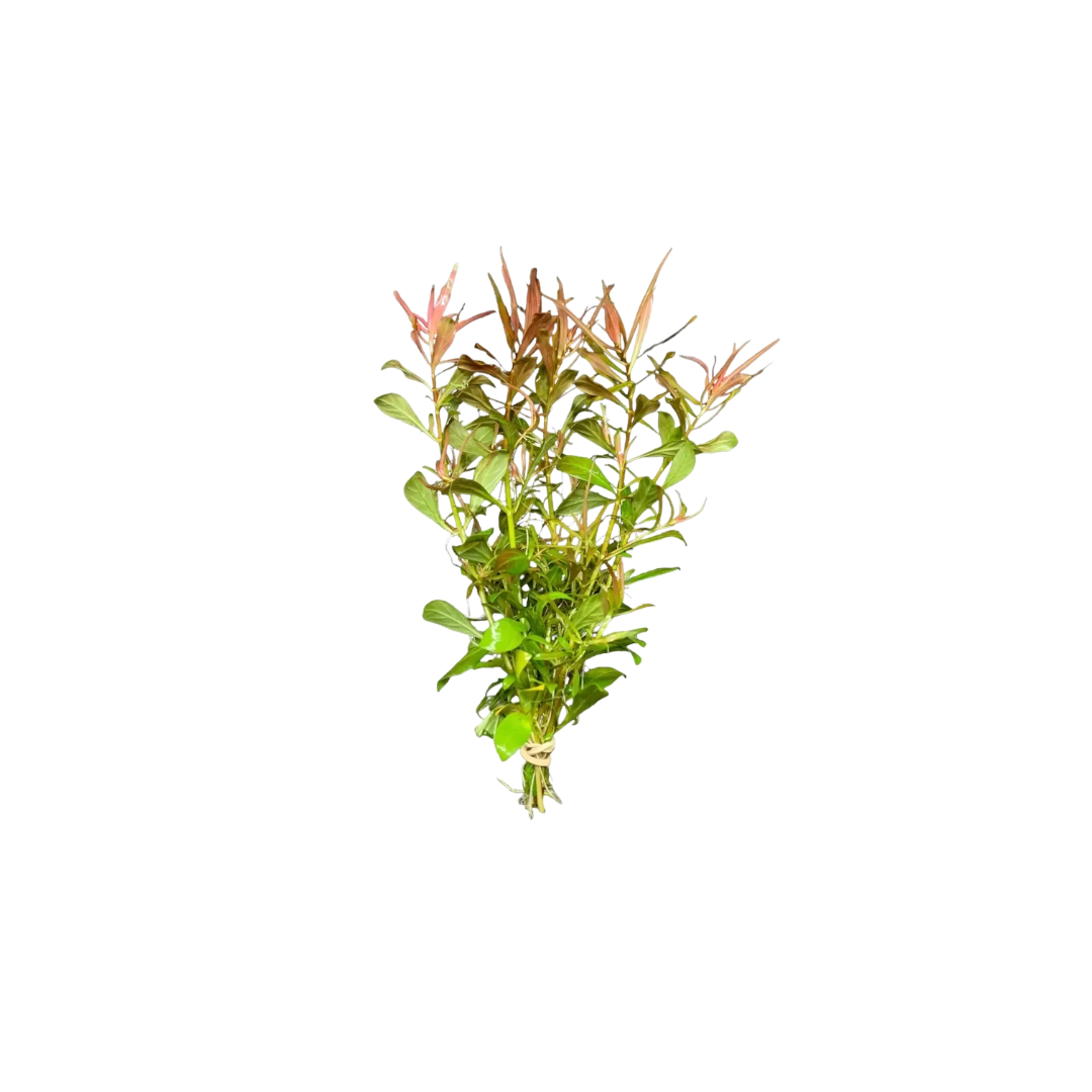 Ludwigia Arcuata Bunch (Live Plant)