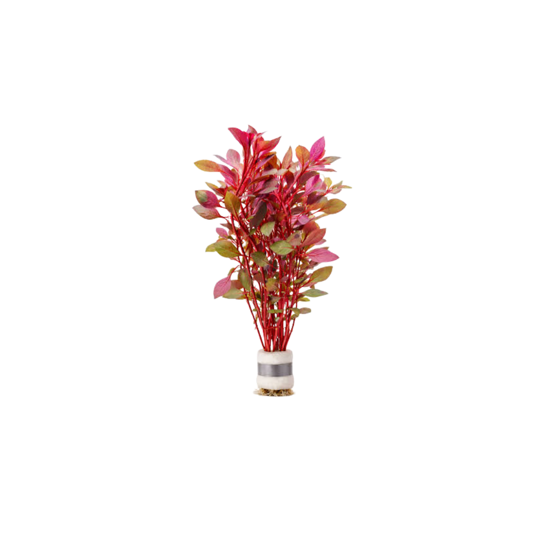 Ludwigia 'Super Red' - Bunch (Ludwigia repens) (Live Plant)