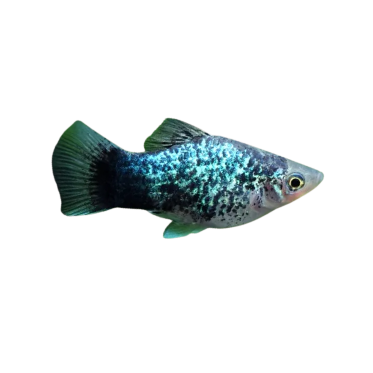 Blue Spotted Platy (Live Fish)