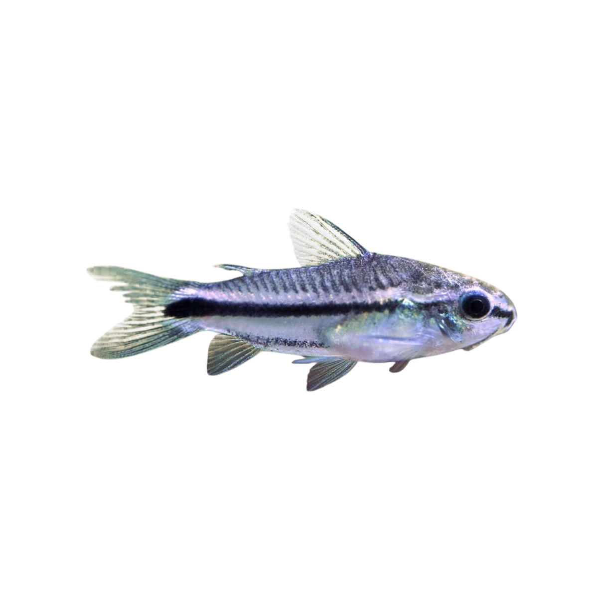Pygmy Corydoras (Live Fish)