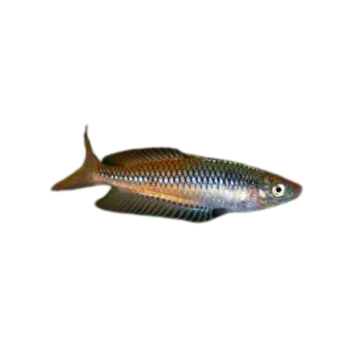 Ornate Rainbowfish (Castaway Creek)