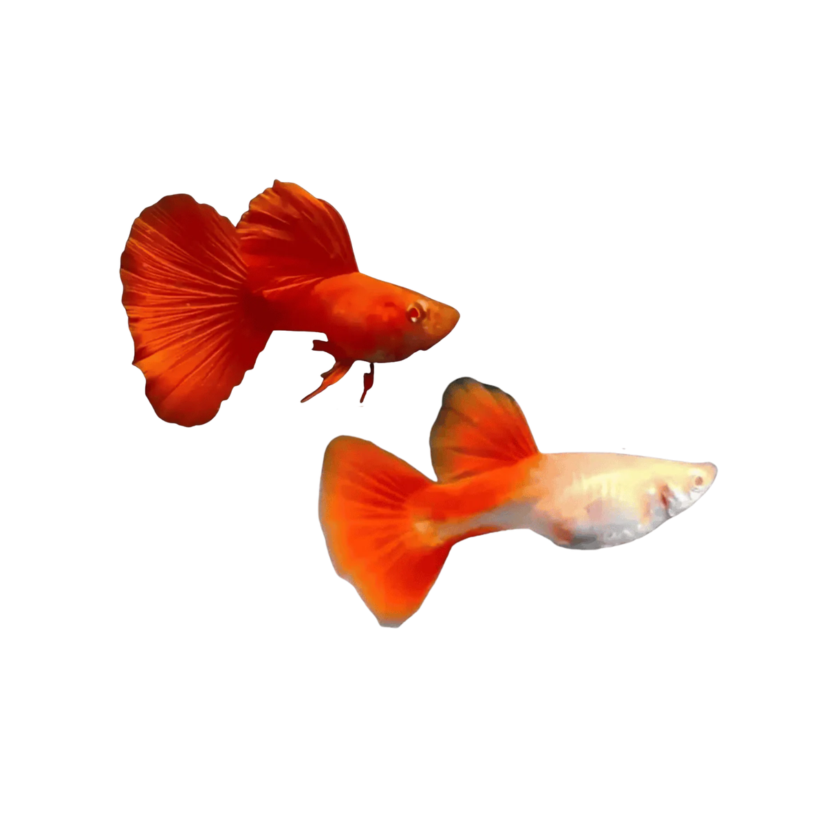 Albino Red Guppies (Live Fish)