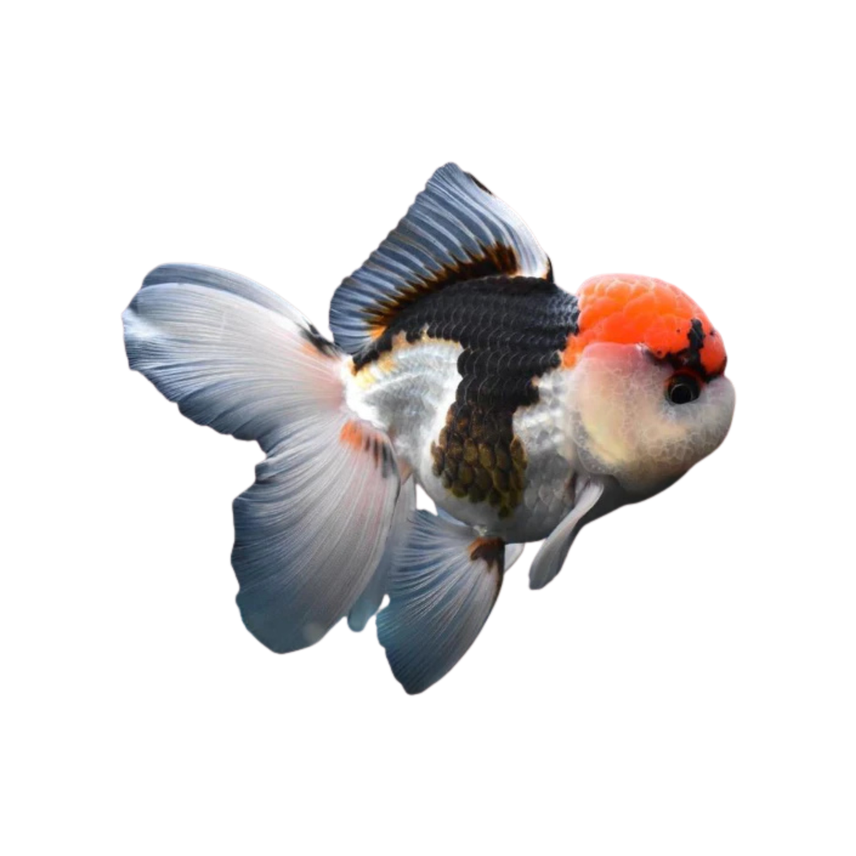 Multicolour Oranda - 10cm (Carassius auratus) (Live Fish)