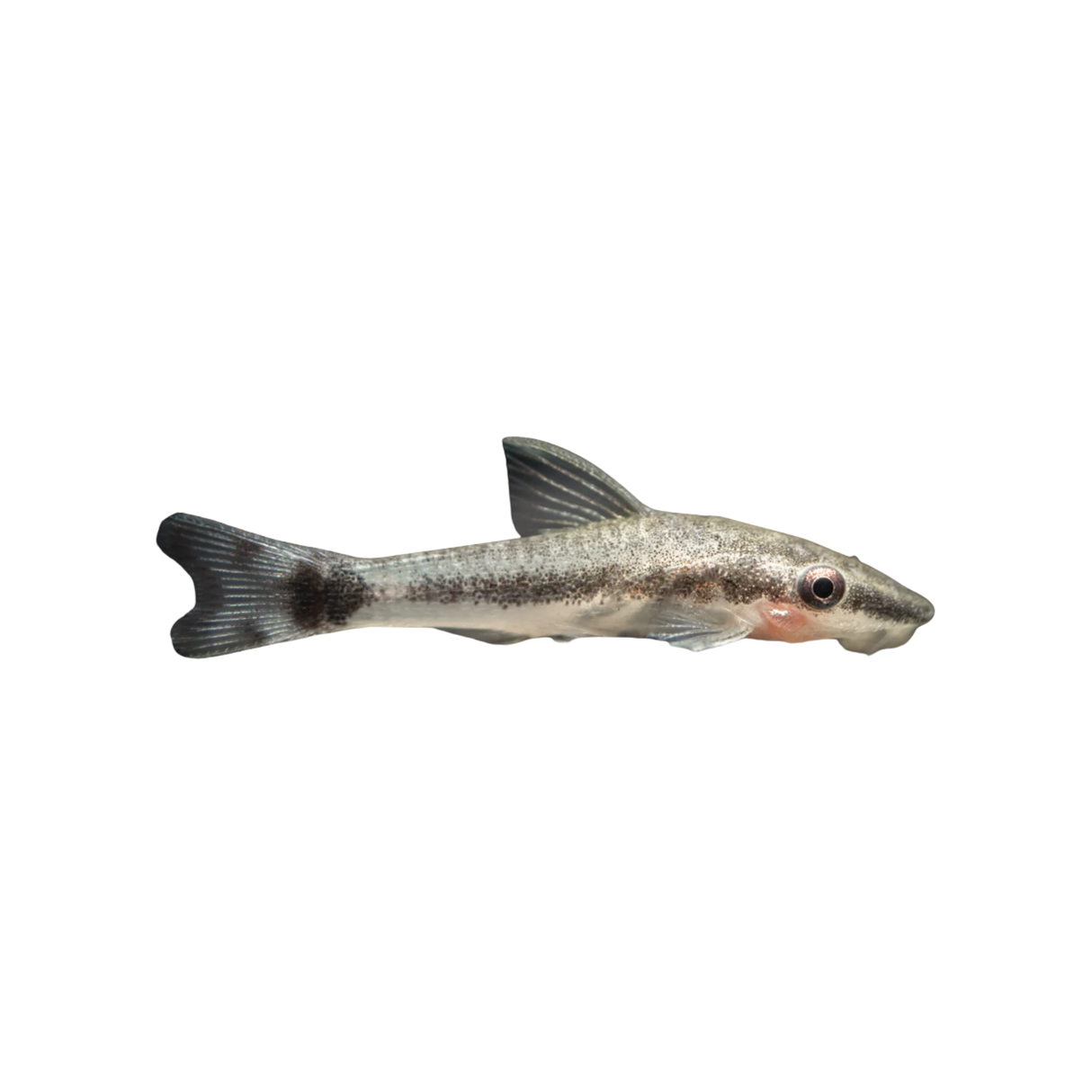 Otocinclus Catfish - 3.5cm (Live Fish)