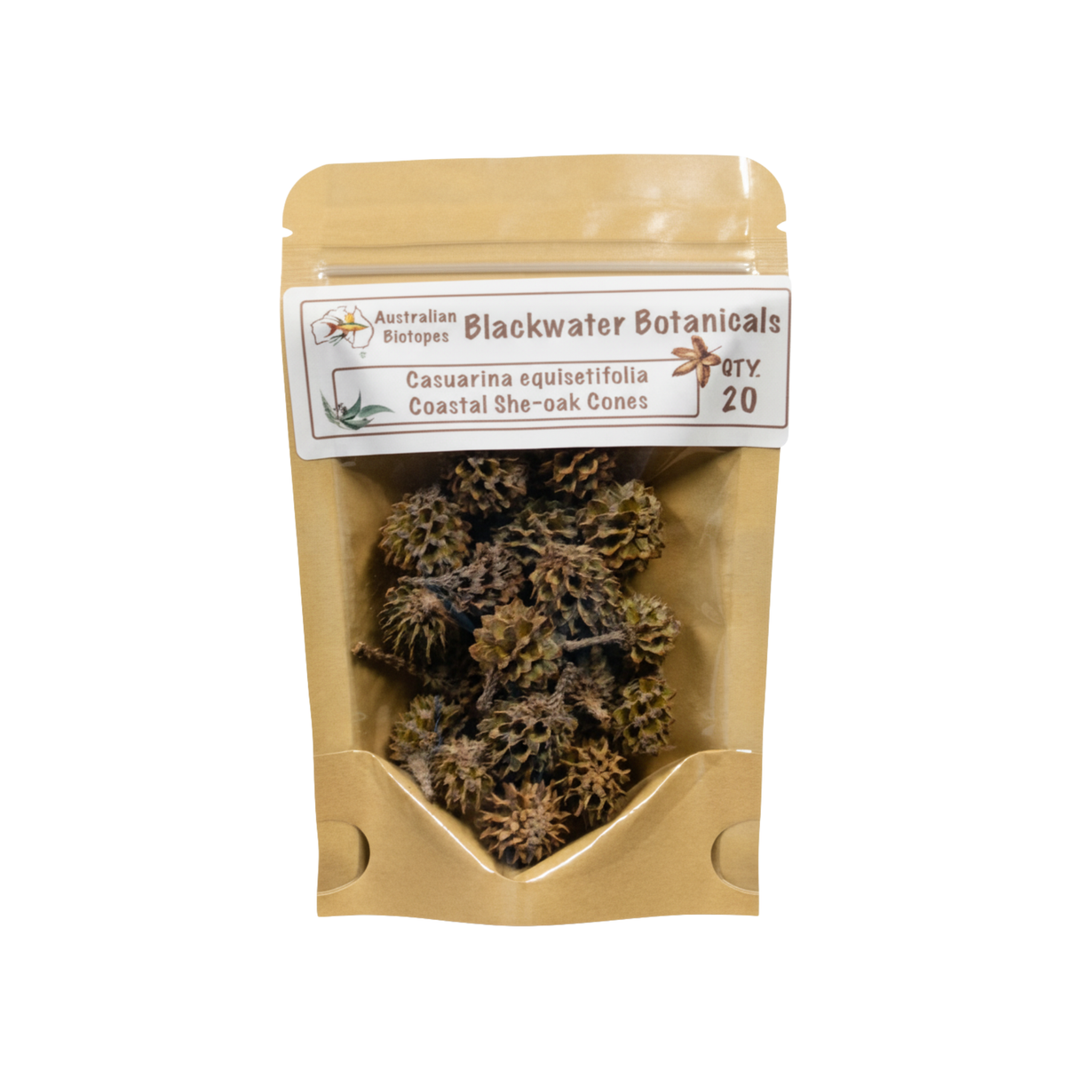 Coastal She-Oak Cones (Casuarina equisetifolia) – 20pk