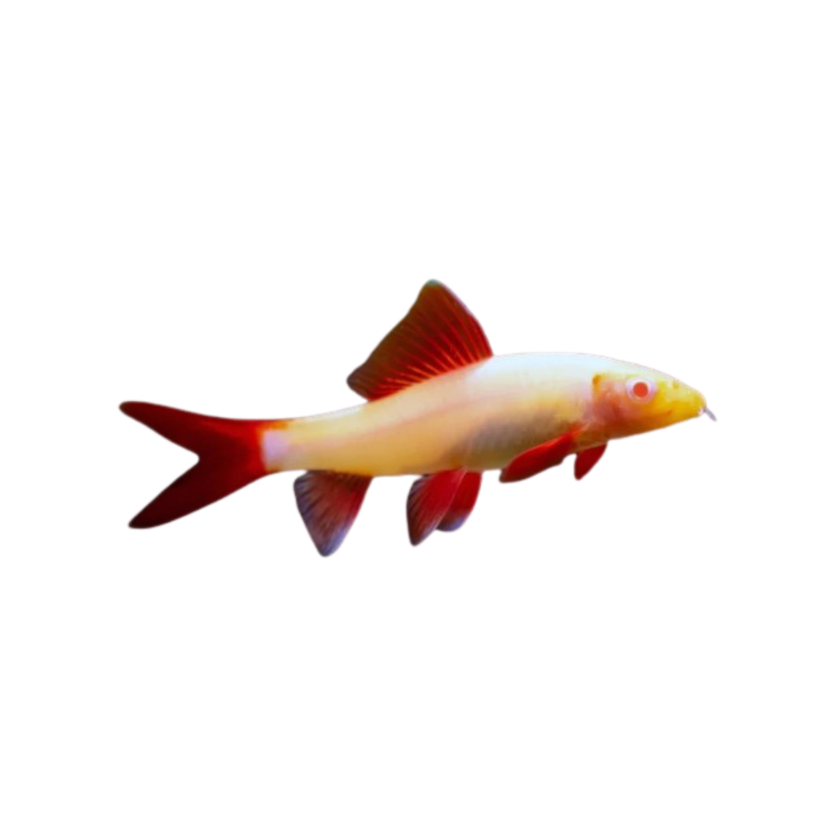 Albino Rainbow Shark - 6cm (Epalzeorhynchos frenatum) (Live Fish)