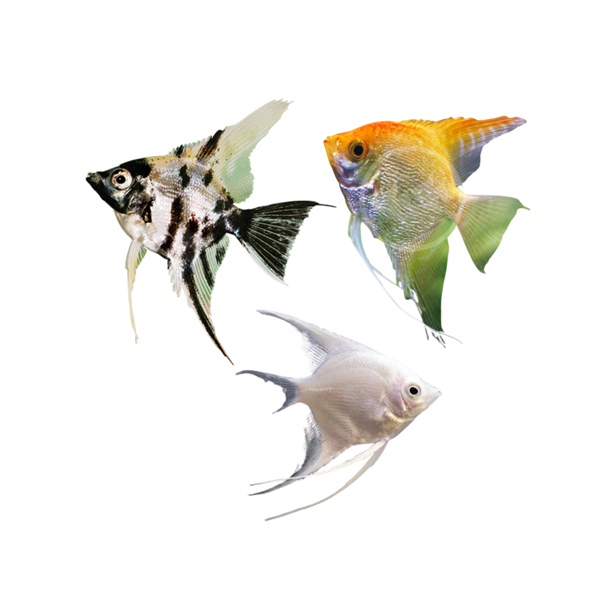 Mixed Angelfish (Live Fish)