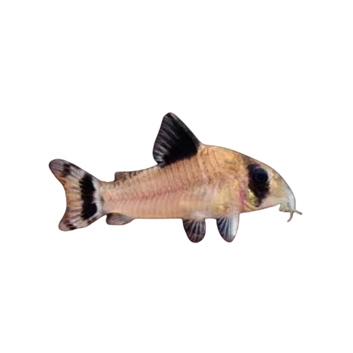 Flagtail Panda Corydoras (Live Fish)