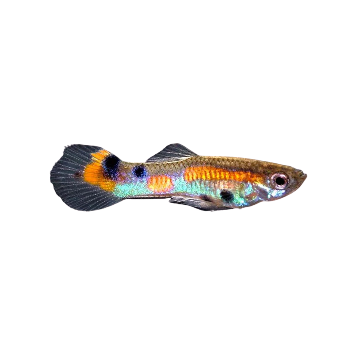 Wild Type Guppies (Live Fish)