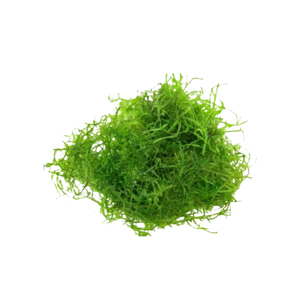 Java Moss (Live Plant)